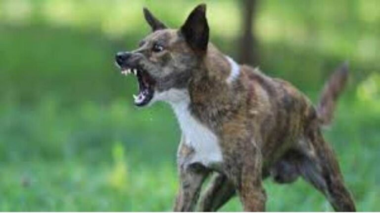 आवारा कुत्तों का आतंक, सुप्रीम कोर्ट का आदेश और संवेदनहीन व्यवस्था