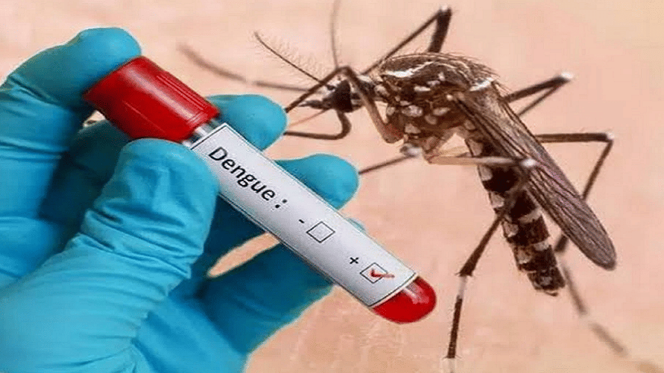 Dengue Vaccine Will Be Available In Markets Soon. - Amar Ujala Hindi News Live - Dengue Vaccine:जल्द बाजार में उपलब्ध होगी डेंगू की वैक्सीन, तीसरे चरण में 10 हजार से अधिक लोगों पर परीक्षण