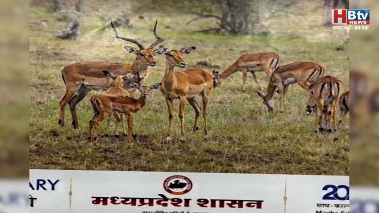 मध्यप्रदेश सरकार के कैलेंडर पर अफ्रीकन इम्पाला, दिग्विजय सिंह बोले- जो हिरण देश में नहीं, उसका फोटो क्यों, भाजपा ने लगाया नकारात्मक राजनीति का आरोप