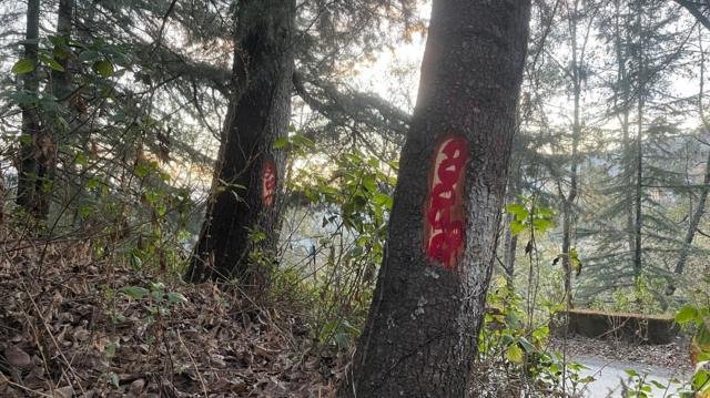 उत्तराखंड के कुमाऊं में बसे जागेश्वर धाम के सैकड़ों देवदार के पेड़ों पर  क्या संकट आ रहा है? - BBC News हिंदी