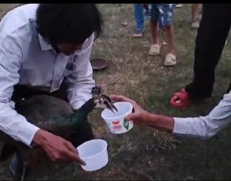 इंदौर के जीपीओ इलाके में भीषण गर्मी से चार मोरों की मौत, पोस्टमॉर्टम के बाद डॉक्टरों ने मौत का कारण लू बताया