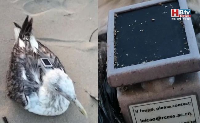कारवार में चाइनीज GPS लगा समुद्री पक्षी मिला, नौसेना क्षेत्र के पास मिलने से मचा हड़कंप