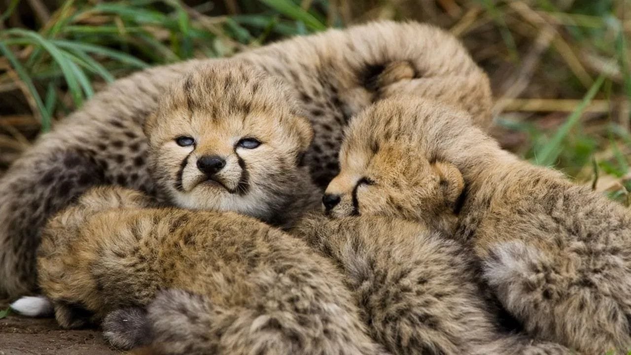कूनो से फिर आई बुरी खबर, चीता 'निर्वा' के 2 शावकों की मौत; आखिर कैसे? | Kuno  National Park cheetah Nirva female Two cubs died in Kuno mutilated bodies  found stwash