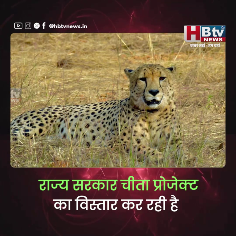 भोपाल...पहले जंगल और अभ्यारण को सुरक्षित रखना होगा तब चीता प्रोजेक्ट पर बात करना चाहिए...मिश्रा