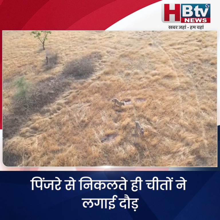 मंदसौर..कूनो के चीते प्रभास और पावक को मिला नया घर...गांधीसागर अभ्यारण्य में CM यादव ने छोड़ा