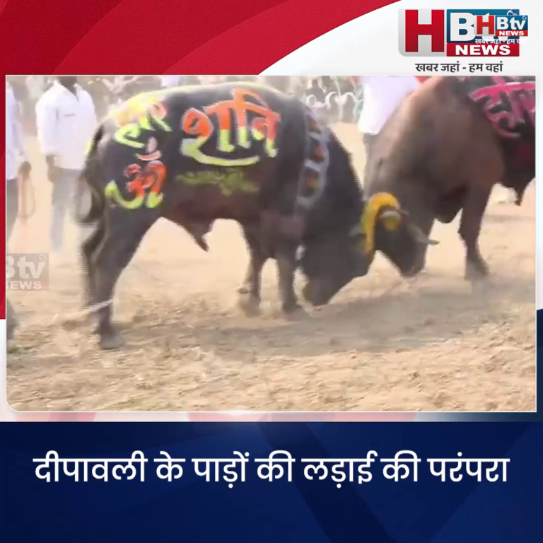 उज्जैन..दीपावली के पाड़ों की लड़ाई की परंपरा
