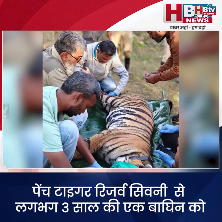 पेंच ...टाइगर रिजर्व सिवनी से बाघिन को किया एयरलिफ्ट