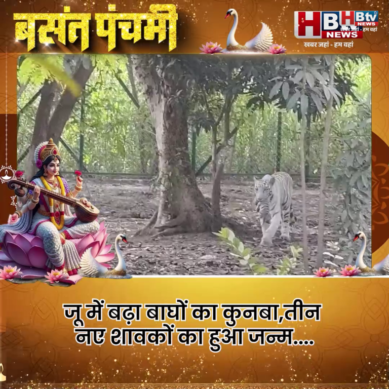 INDORE–जू में बढ़ा बाघों का कुनबा,बाघिन पहर ने दिया तीन शावकों को जन्म....