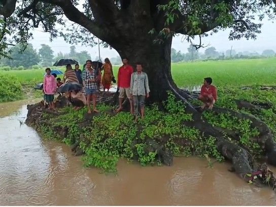 पन्ना में मूसलाधार बारिश से टापू बना उमरी गांव, ग्रामीणों के रेस्क्यू में जुटी SDERF 1 पन्ना में रेस्क्यू ऑपरेशन के दौरान बाढ़ में फंसे ग्रामीणों को बचाती SDERF टीम