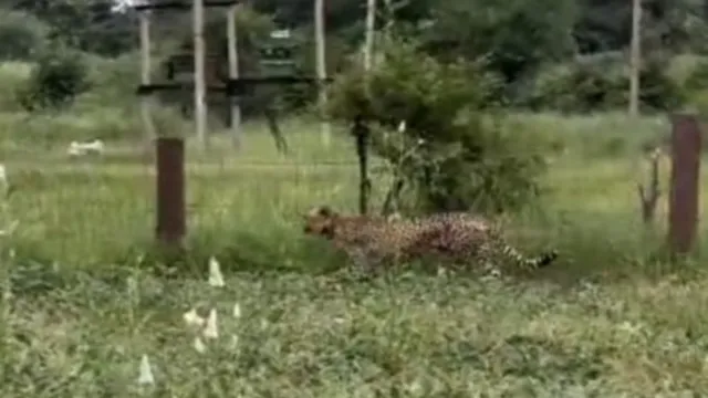 कूनो पार्क से लापता मादा चीता निर्वा 13 दिन बाद सुरक्षित मिली 1 कूनो लापता चीता निर्वा मिली