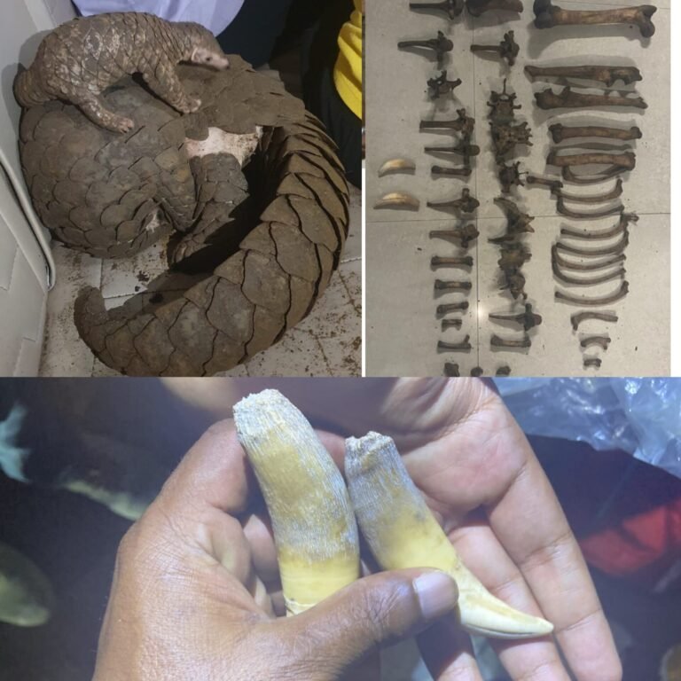 सिरोंचा जंगल में पकड़े गए वन्यजीव तस्करी के आरोपी और जब्त किए गए पैंगोलिन