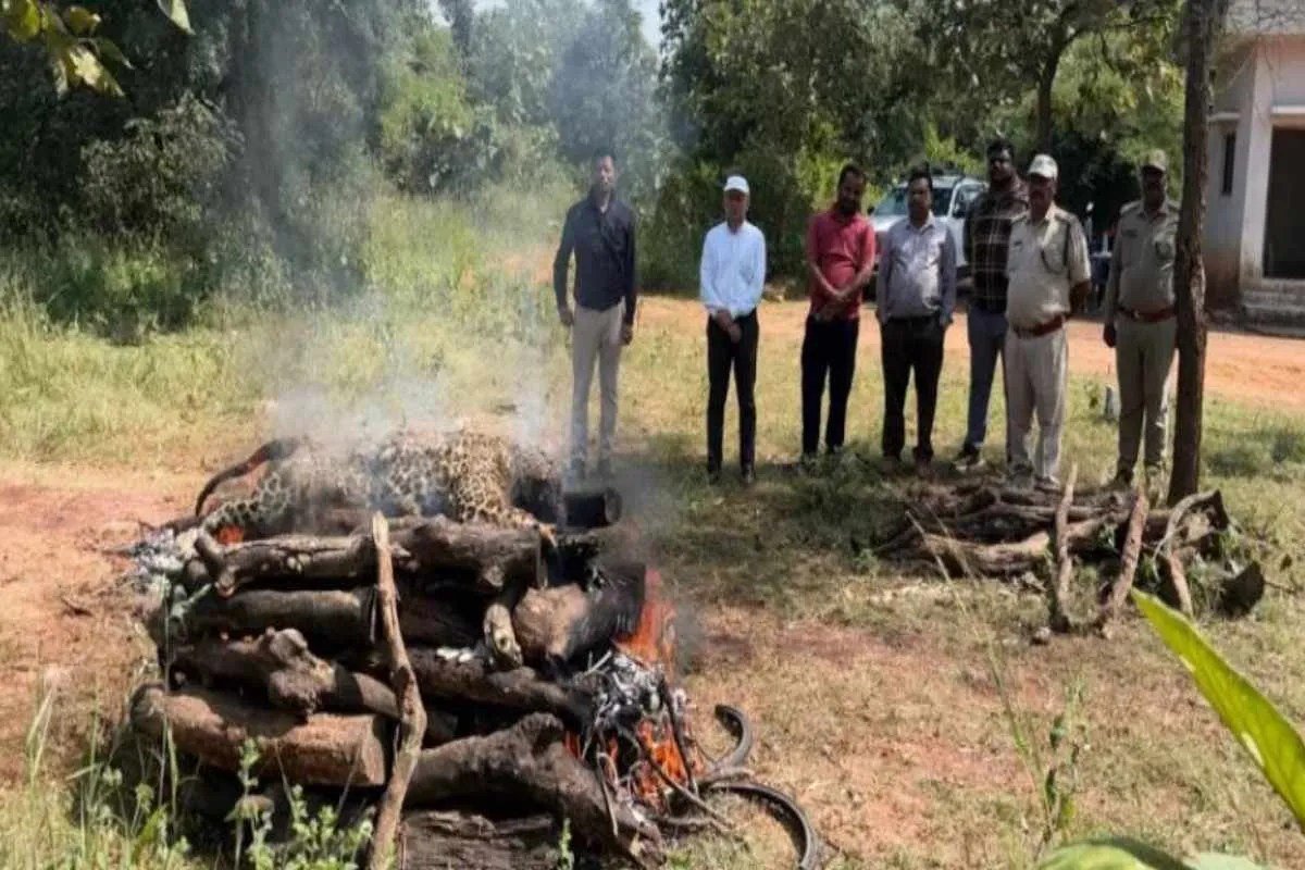 पन्ना के जनवार बीट में मादा तेंदुए का शव मिला