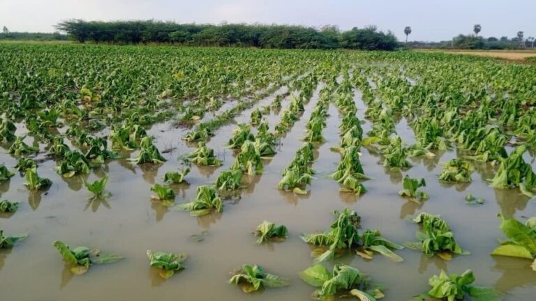 मध्य प्रदेश में खाद स्लॉट बुकिंग व्यवस्था और किसानों को राहत
