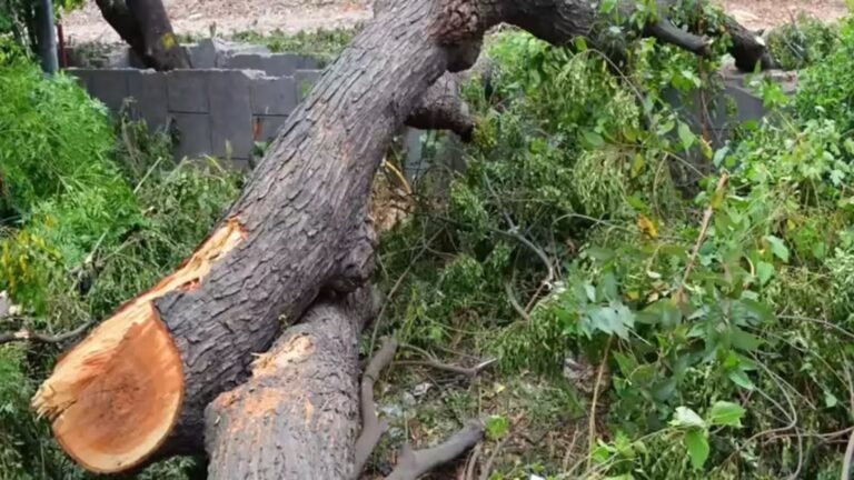 इंदौर मेट्रो प्रोजेक्ट के लिए कटने वाले पेड़ और तोतों का आवास