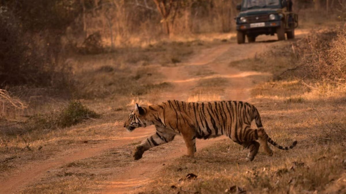 कान्हा राष्ट्रीय उद्यान में बाघों का शिकार और संरक्षण