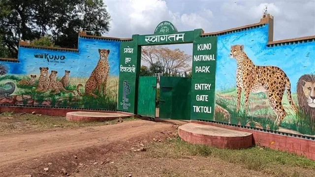 कूनो नेशनल पार्क में मादा चीता आशा के 8 माह के शावक की मौत