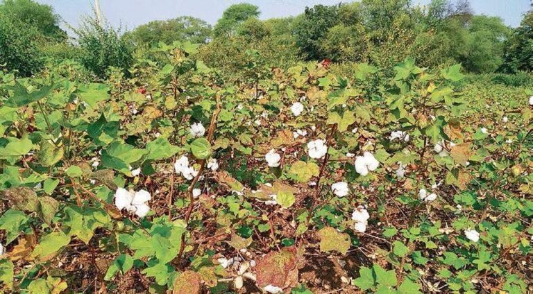 मध्य प्रदेश में पैराक्वाट पर प्रतिबंध और स्टॉक नष्ट करने के निर्देश